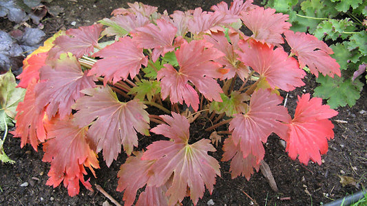 MUKDENIA ROSSII 'KARASUBA'
