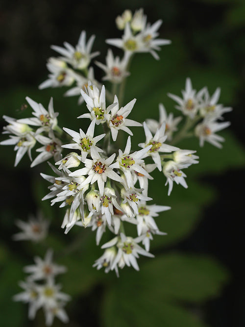 MUKDENIA ROSSII