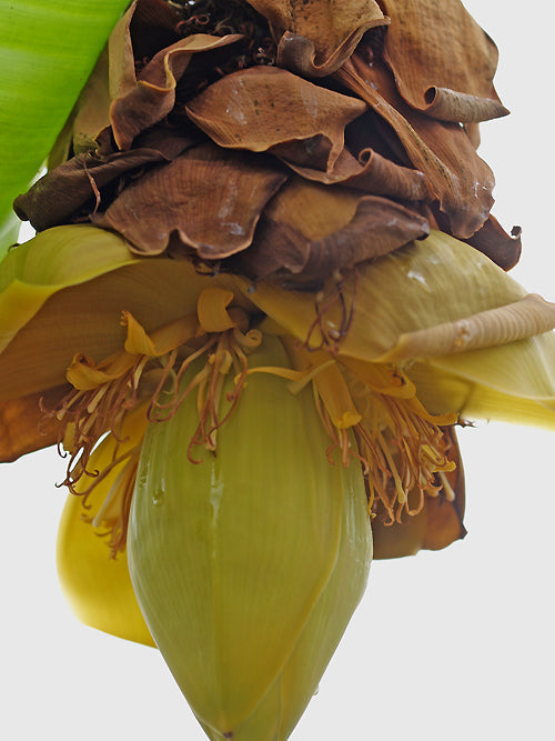MUSA BASJOO