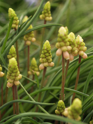 MUSCARI 'IVOR'S PINK'
