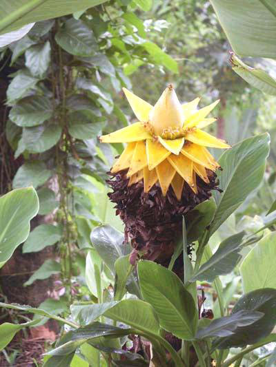 MUSA LASIOCARPA