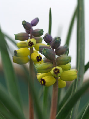 MUSCARI MACROCARPUM YELLOW SELECTION