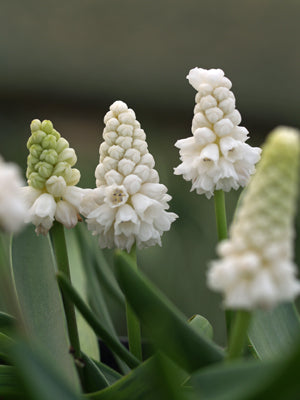 MUSCARI AZUREUM 'ALBUM'
