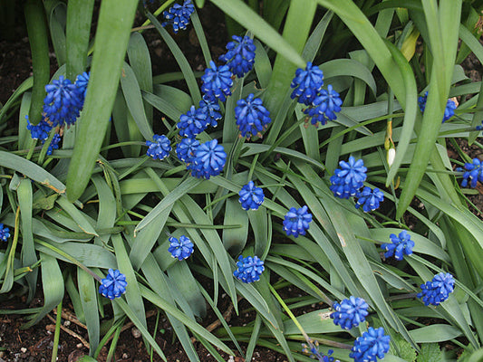 MUSCARI AUCHERI var.BIColour
