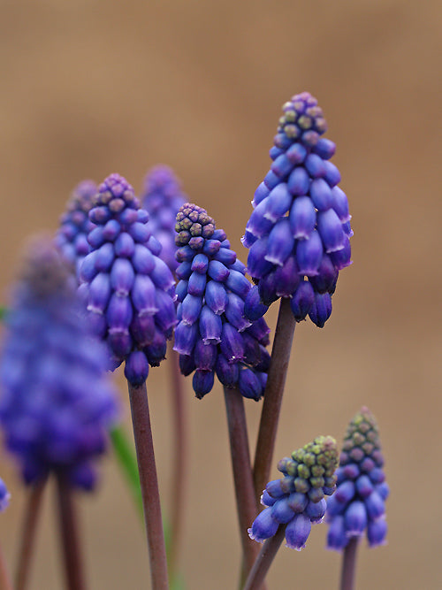 MUSCARI 'ARTHUR HENRY'