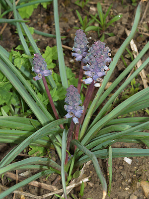 MUSCARI AMBROSIACUM
