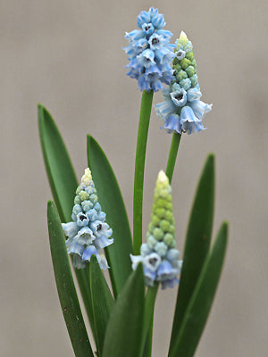 PSEUDOMUSCARI AZUREUM