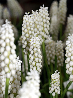 MUSCARI BOTRYOIDES 'ALBUM'