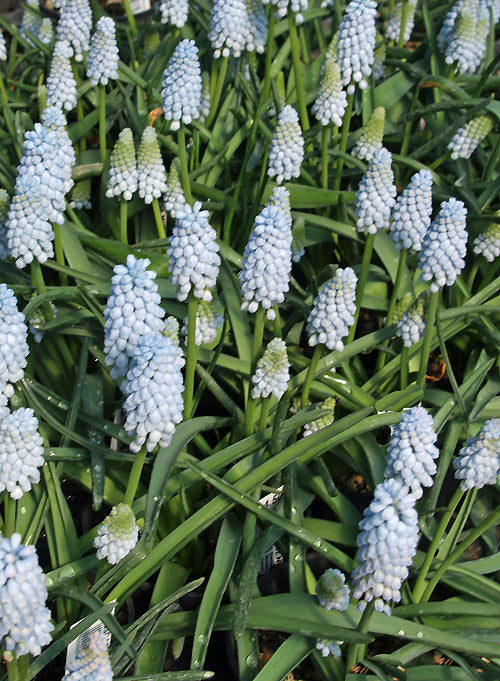 MUSCARI 'JENNY ROBINSON'