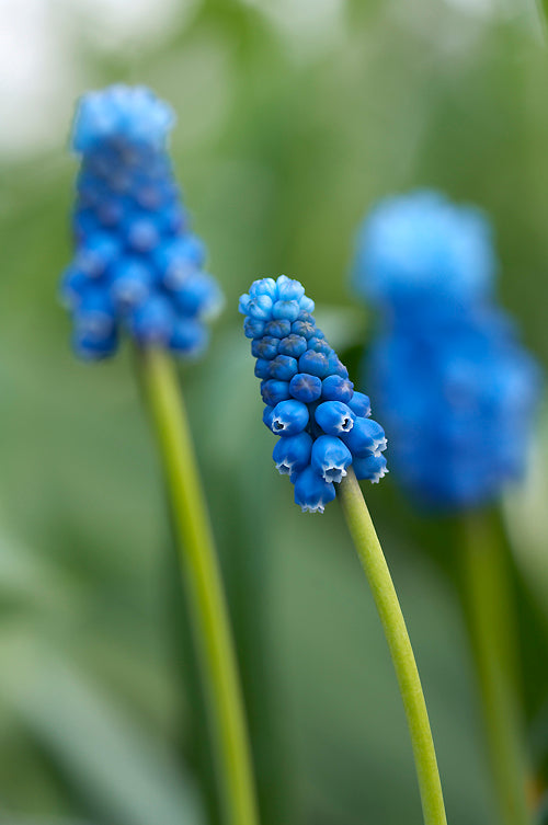 MUSCARI 'BLUE EYES'