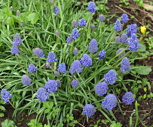 MUSCARI ARMENIACUM 'BLUE SPIKE'