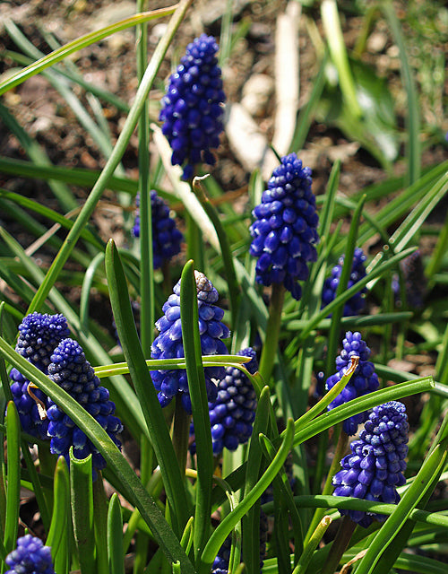 MUSCARI AZUREUM 'BLING BLING'