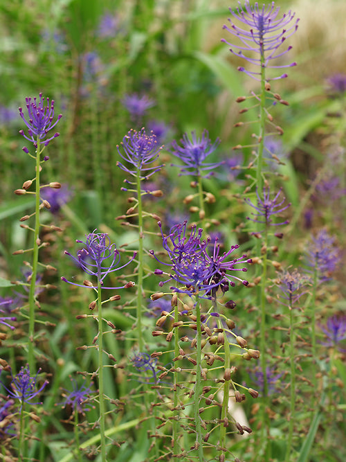MUSCARI COMOSUM