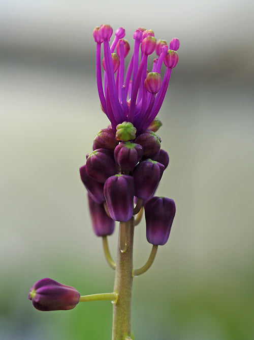 MUSCARI COMOSUM from Ephesus