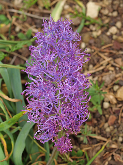 MUSCARI COMOSUM 'PLUMOSUM'