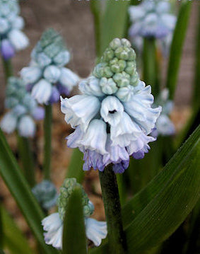 MUSCARI COELESTE