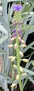 MUSCARI DIONYSICUM HOA 8965