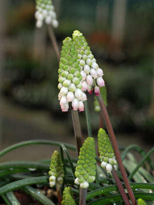 MUSCARI ARMENIACUM 'GÜL'