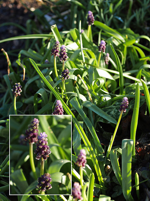 MUSCARI GRANDIFOLIUM JCA 689.450