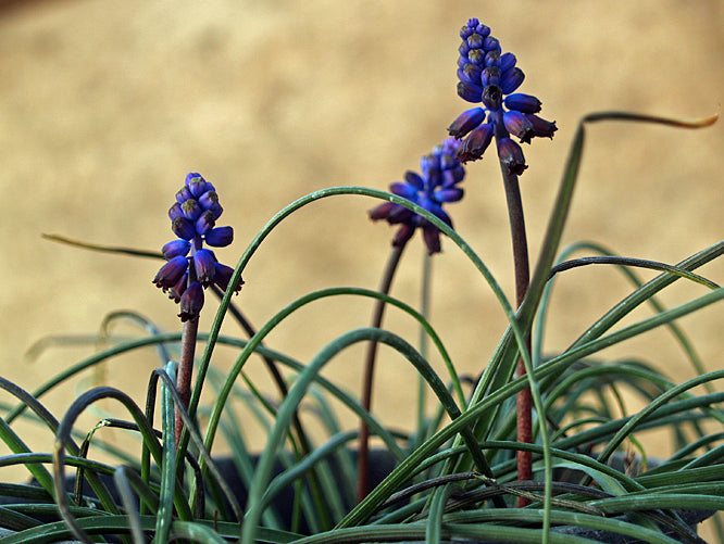 MUSCARI INCONSTRICTUM