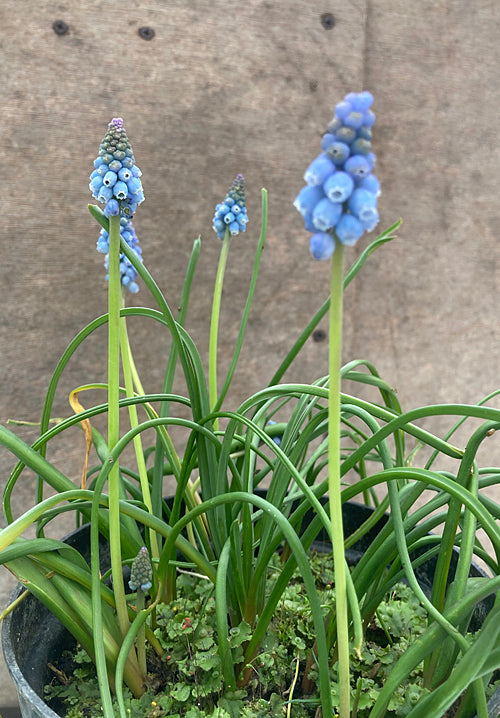 MUSCARI 'IMOGEN'