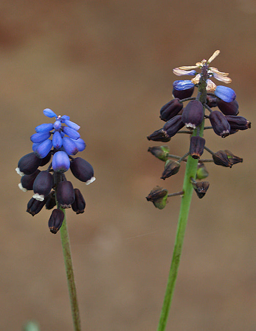 MUSCARI KERKIS