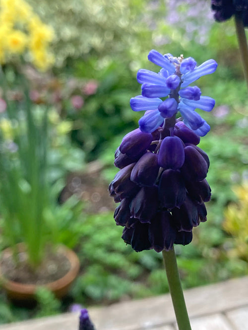 MUSCARI LATIFOLIUM