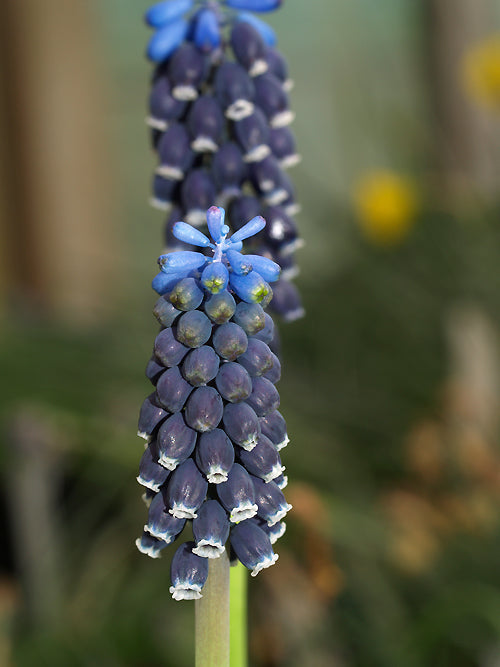 MUSCARI LEUCOSTOMUM