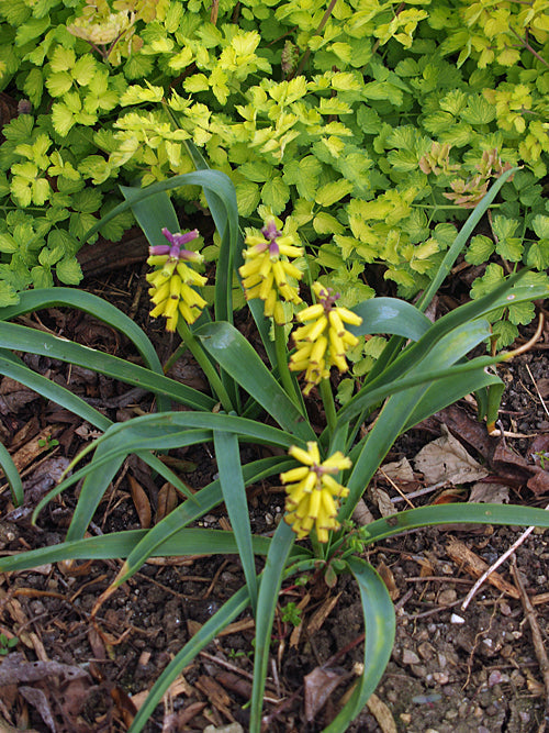 MUSCARI MACROCARPUM 'GOLDEN FRAGRANCE'