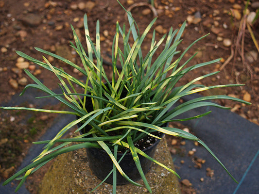 MUSCARI NEGLECTUM VARIEGATED