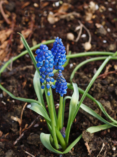 MUSCARI new variety