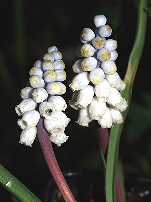 MUSCARI PALLENS