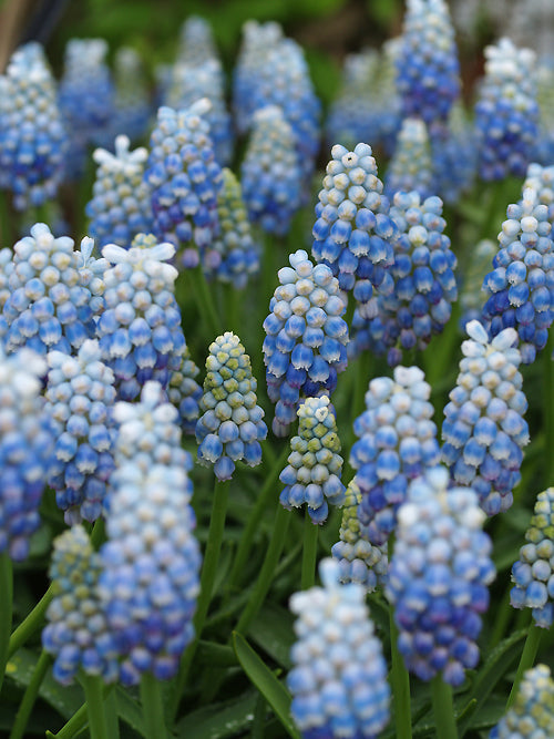 MUSCARI ARMENIACUM 'PEPPERMINT'