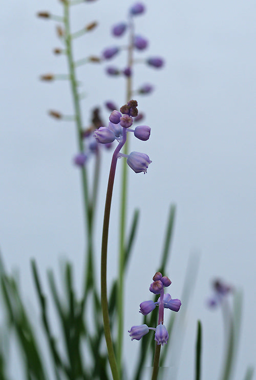 MUSCARI PARVIFLORUM