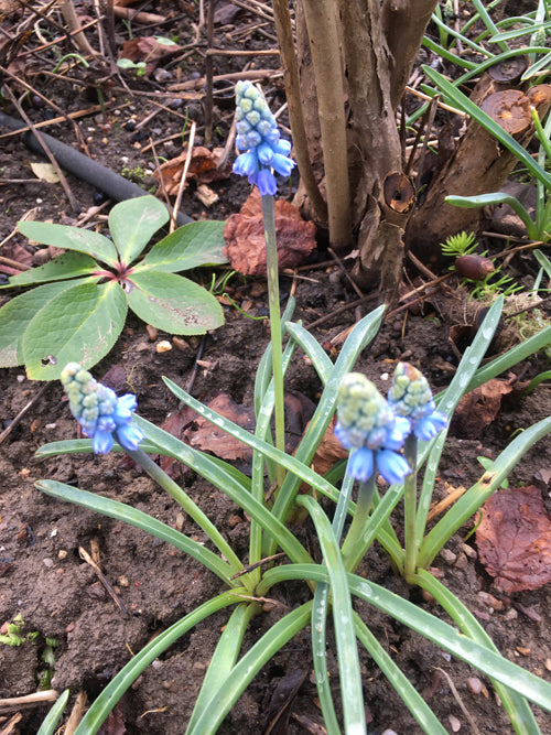 MUSCARI PSEUDOMUSCARI