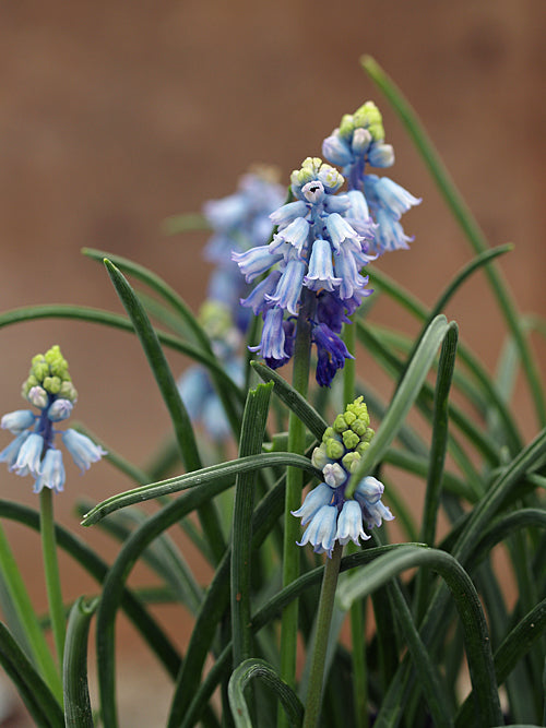 MUSCARI PSEUDOMUSCARI BSBE 842