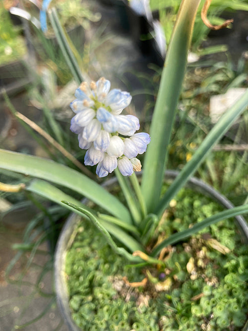 MUSCARI 'RUTH'