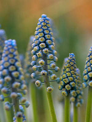 MUSCARI ARMENIACUM 'SAFFIER'