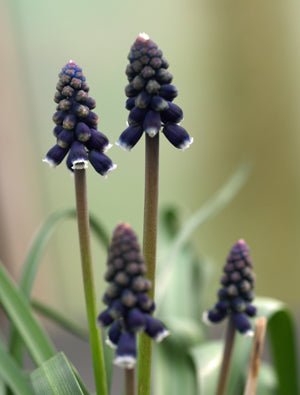 MUSCARI TENUIFLORUM