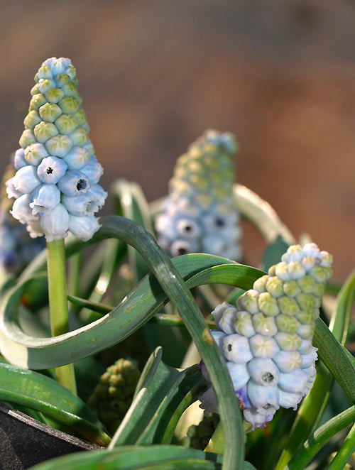 MUSCARI ARMENIACUM 'VALERIE FINNIS'