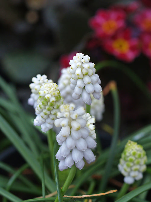 MUSCARI 'VENUS'