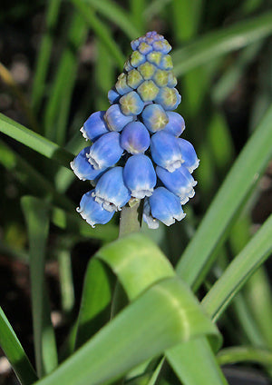 MUSCARI 'WINTER AMETHYST'