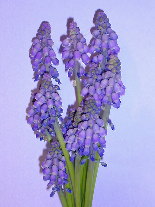MUSCARI ARMENIACUM 'CHRISTMAS PEARL'