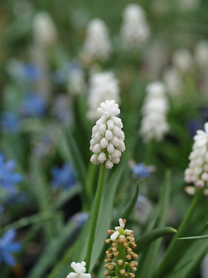 MUSCARI 'ROSY SUNRISE'