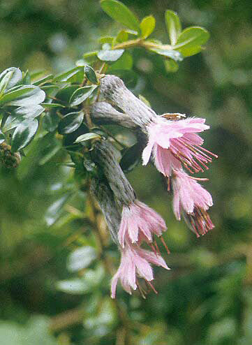 BARNADESIA CARYOPHYLLA RCB EQ-T-5