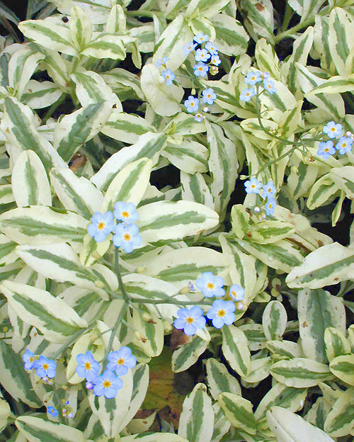 MYOSOTIS SCORPIOIDES 'MAYTIME'