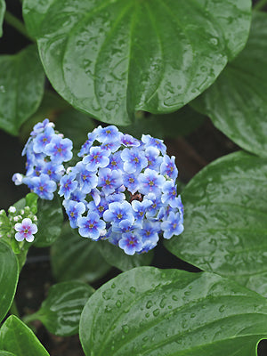 MYOSOTIDIUM HORTENSIA