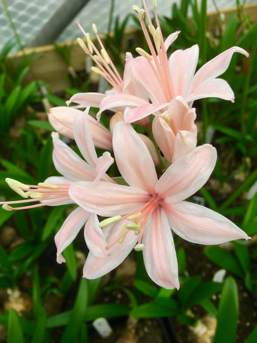 NERINE 'ANNE BARING' 11