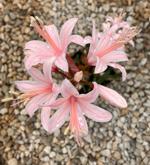 NERINE ANNE BARING' 165