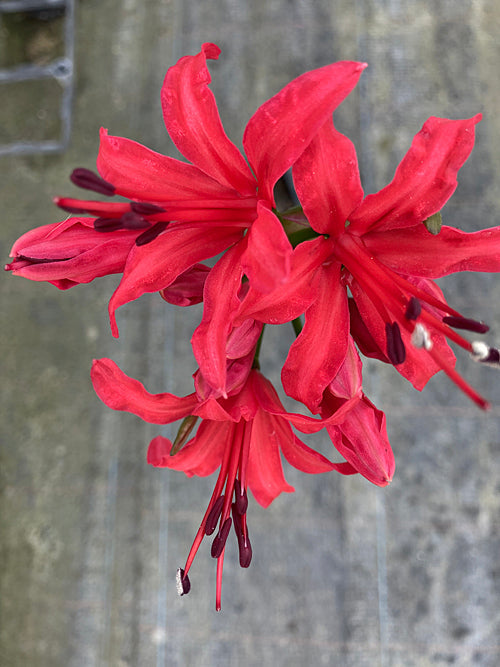 NERINE 'AUDREY CLARKE'